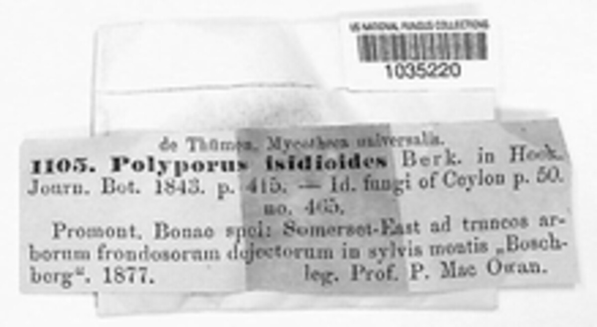 Polyporus isidioides image